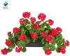 18  Water Geranium Plant