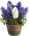 13  Hyacinth in Cement Pot