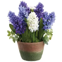 13  Hyacinth in Cement Pot