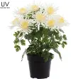 16  UV Protected Mum in Pot