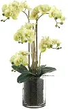 27  Phalaenops Orchid in Vase