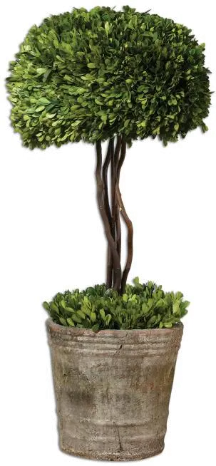 Preserved Boxwood Tree Topiary Arrangement-1